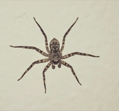 Selenops mexicanus