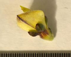 Aspalathus cymbiformis