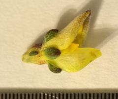 Aspalathus cymbiformis
