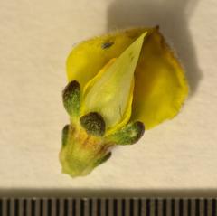 Aspalathus cymbiformis