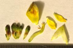 Aspalathus cymbiformis