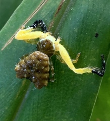 Phrynarachne ceylonica