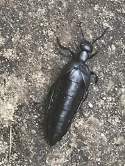 Meloe laevis