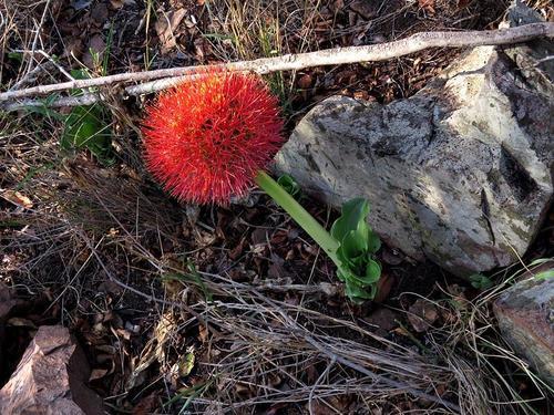 Bloodlily