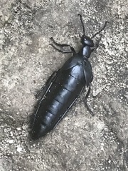 Meloe laevis