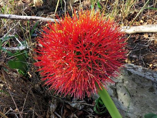 Scadoxus multiflorus subsp. multiflorus image