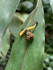 Phrynarachne ceylonica