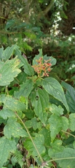 Viburnum urceolatum