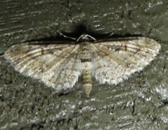 Eupithecia graefii