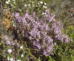 Muraltia juniperifolia