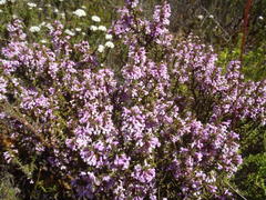 Muraltia juniperifolia
