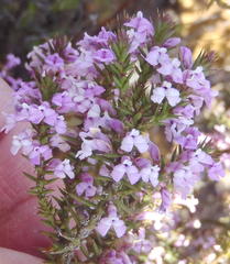 Muraltia juniperifolia