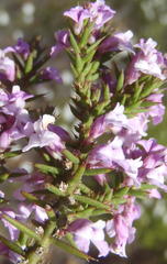 Muraltia juniperifolia