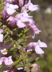 Muraltia juniperifolia