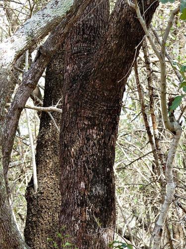 Woolly Caperbush