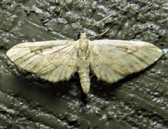 Eupithecia unicolor
