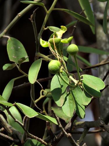 Capparis tomentosa image