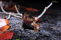 Limnonectes conspicillatus