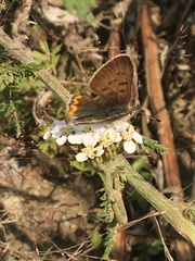 Tharsalea dorcas arcticus