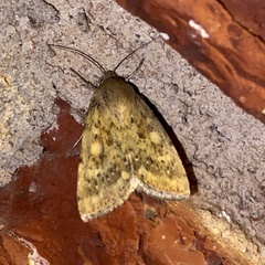 Heliocheilus paradoxus
