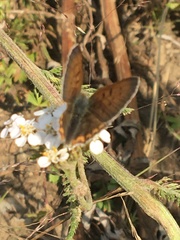 Tharsalea dorcas arcticus