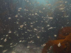 Amblyrhynchote honckenii