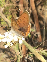 Tharsalea dorcas arcticus