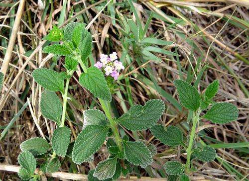 Lantana rugosa image