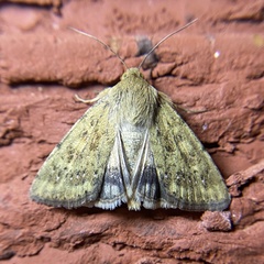 Heliocheilus paradoxus