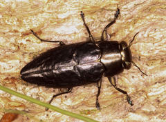 Chrysobothris dorsata