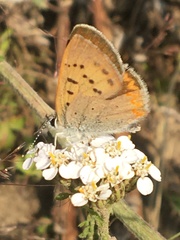 Tharsalea dorcas arcticus