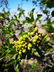 Anisomeria littoralis