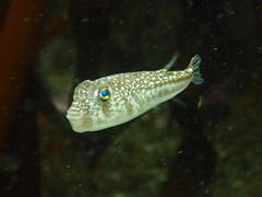 Amblyrhynchote honckenii