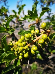 Anisomeria littoralis