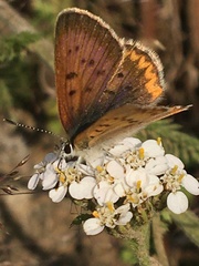 Tharsalea dorcas arcticus