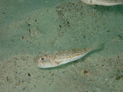 Amblyrhynchote honckenii