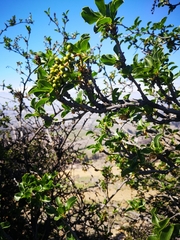 Anisomeria littoralis