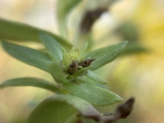 Rhopalomyia grindeliae