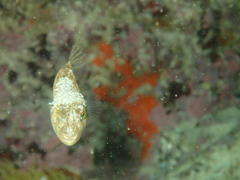 Amblyrhynchote honckenii