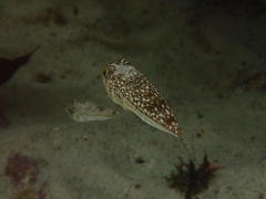 Amblyrhynchote honckenii