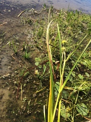 Sparganium androcladum