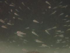 Amblyrhynchote honckenii