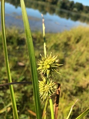 Sparganium androcladum