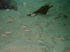 Amblyrhynchote honckenii