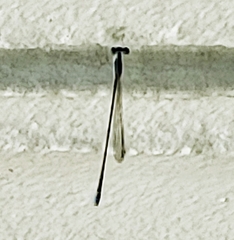 Nehalennia pallidula