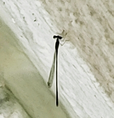Nehalennia pallidula