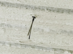 Nehalennia pallidula