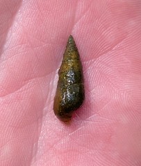 Pleurocera attenuata