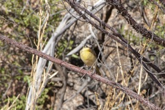 Ptilotula keartlandi
