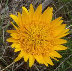 Berkheya angustifolia